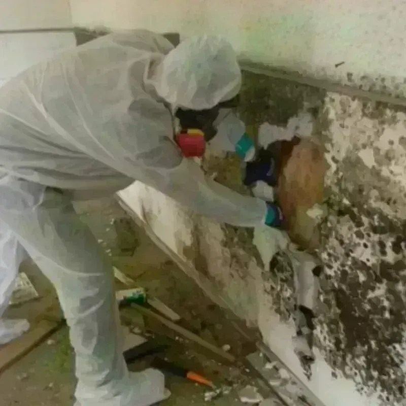 Mold Remediation and Removal in West Livingston, TX